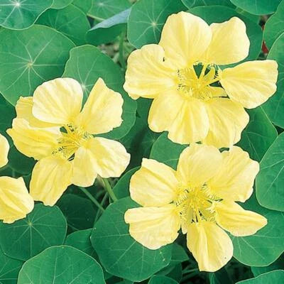 Yellow Moonlight Nasturtium Planting Creamy Flowers Heirloom Non Gmo Edible Flowers And Leaves