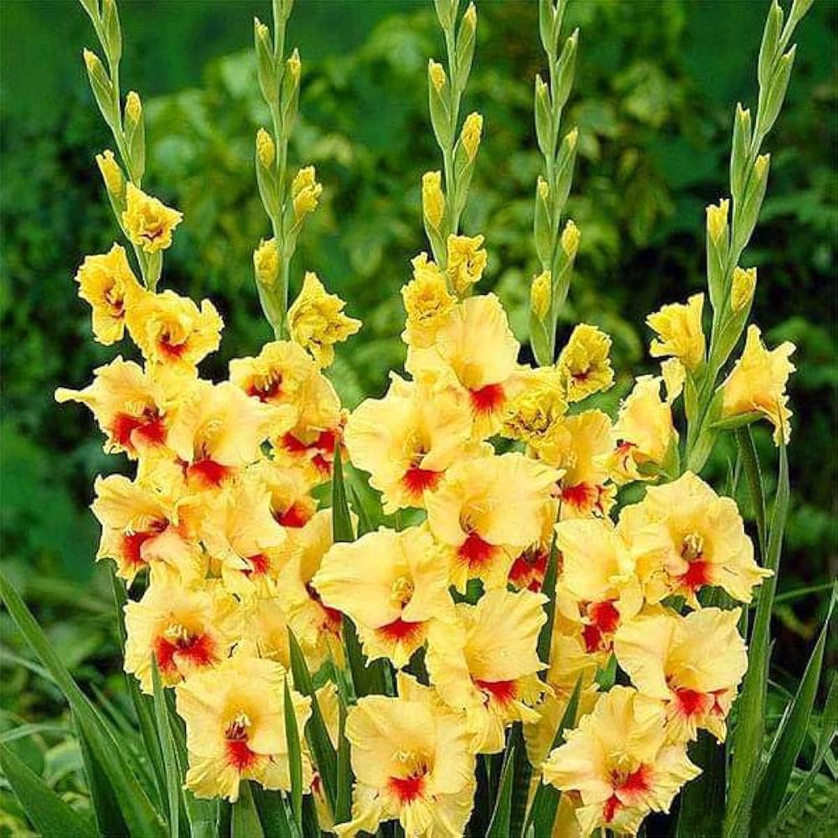 Yellow Red Gladiolus Flower Seeds for Planting Heirloom, Non-GMO, High Germination Organic Garden Seeds