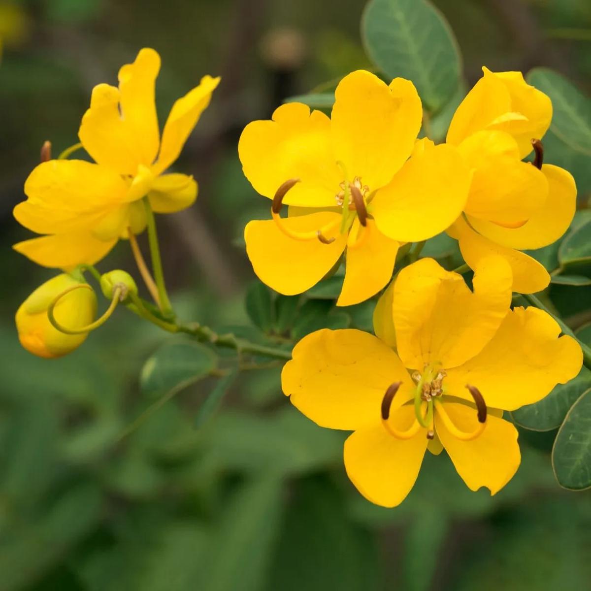 Yellow Senna Flower seeds for Planting - Sun Loving, Heirloom & GMO Free Seeds for Home Garden | High Germination
