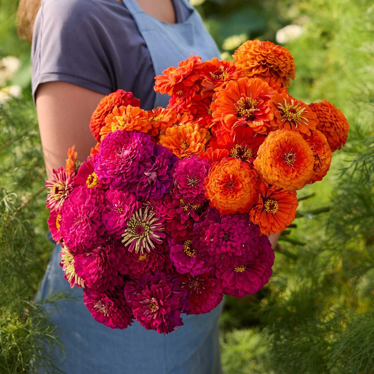 Zinnia Bundle - Benary's Giant Orange & Wine