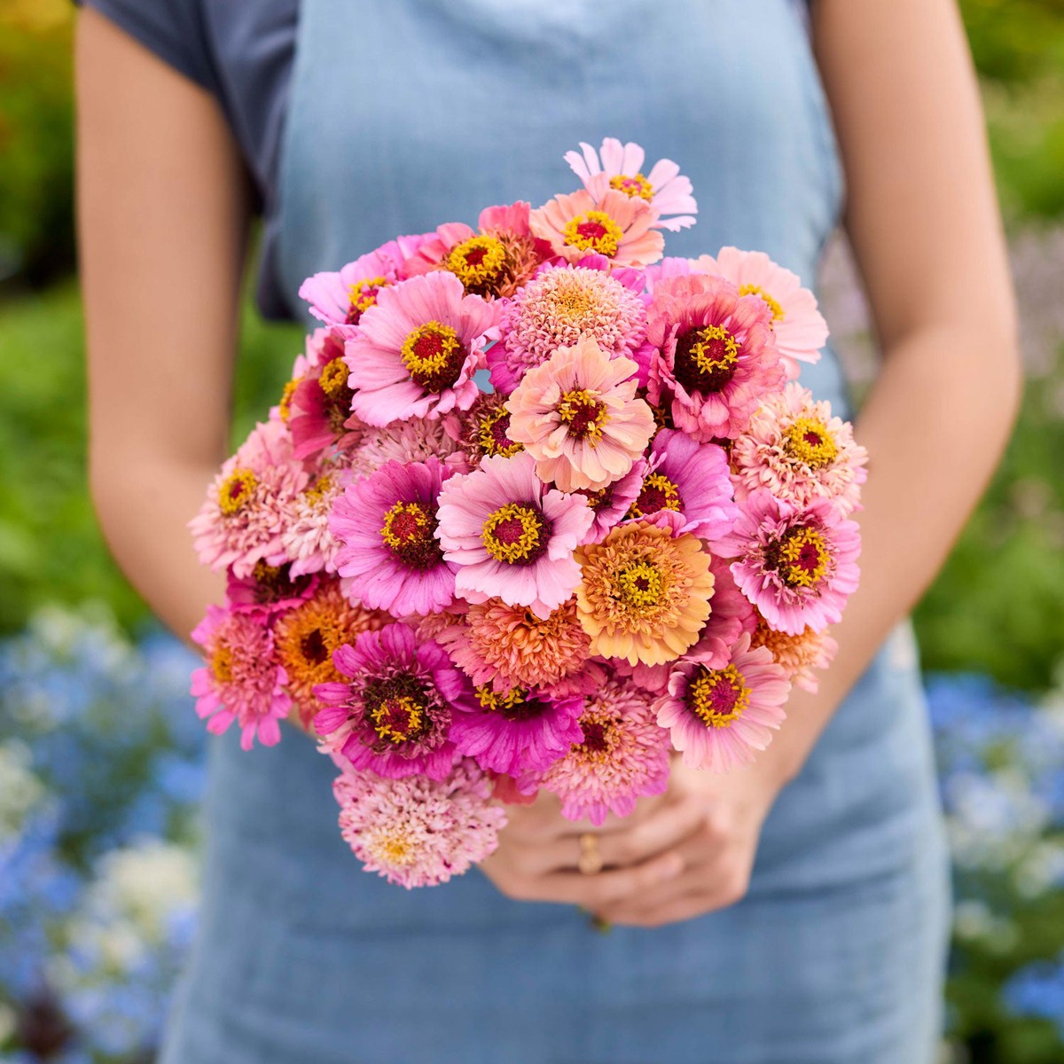 Zinnia Seeds - Cupcakes Pink Mix