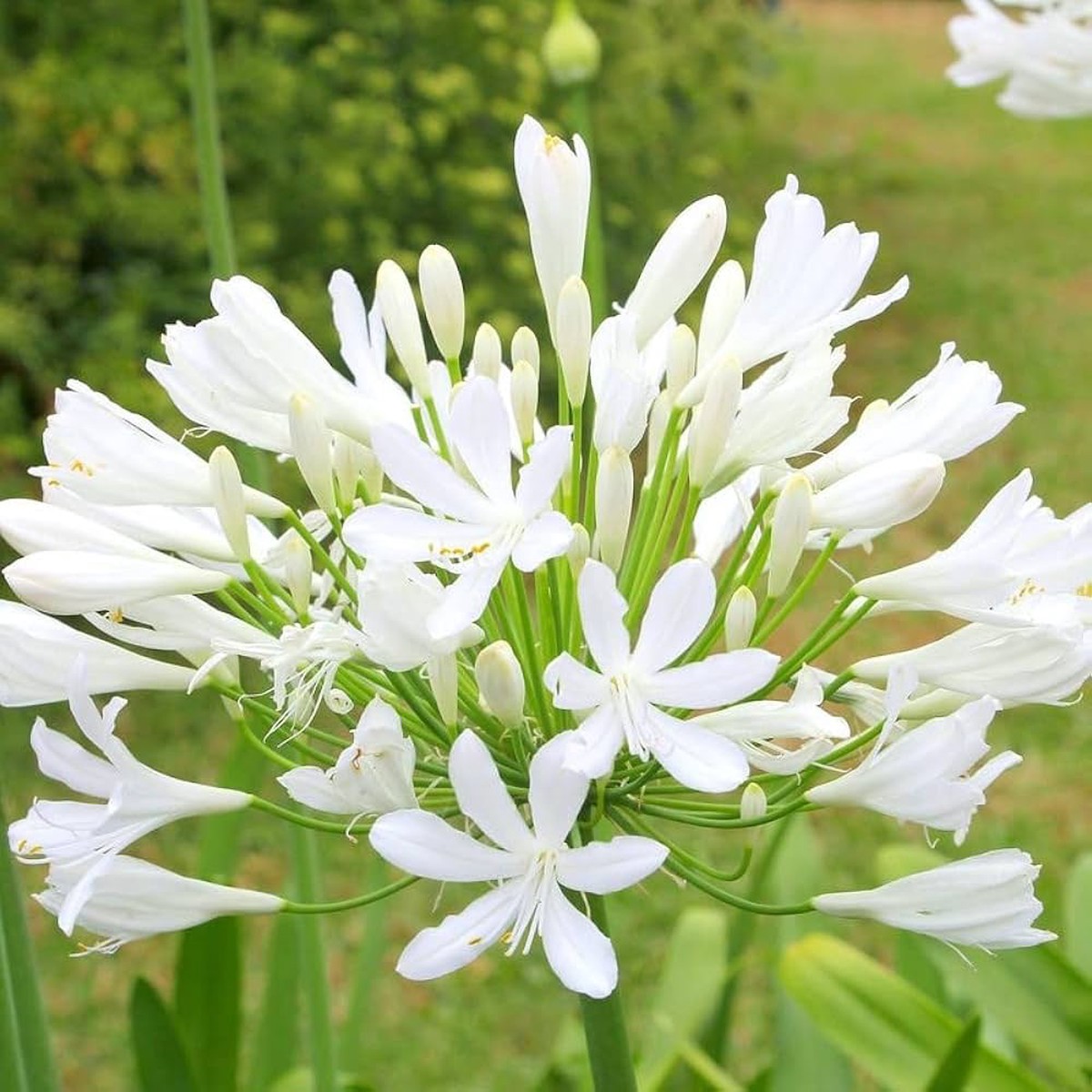 Agapanthus Africanus Flower seeds for Planting Compact Growth Heirloom & GMO Free Seeds for Home Garden