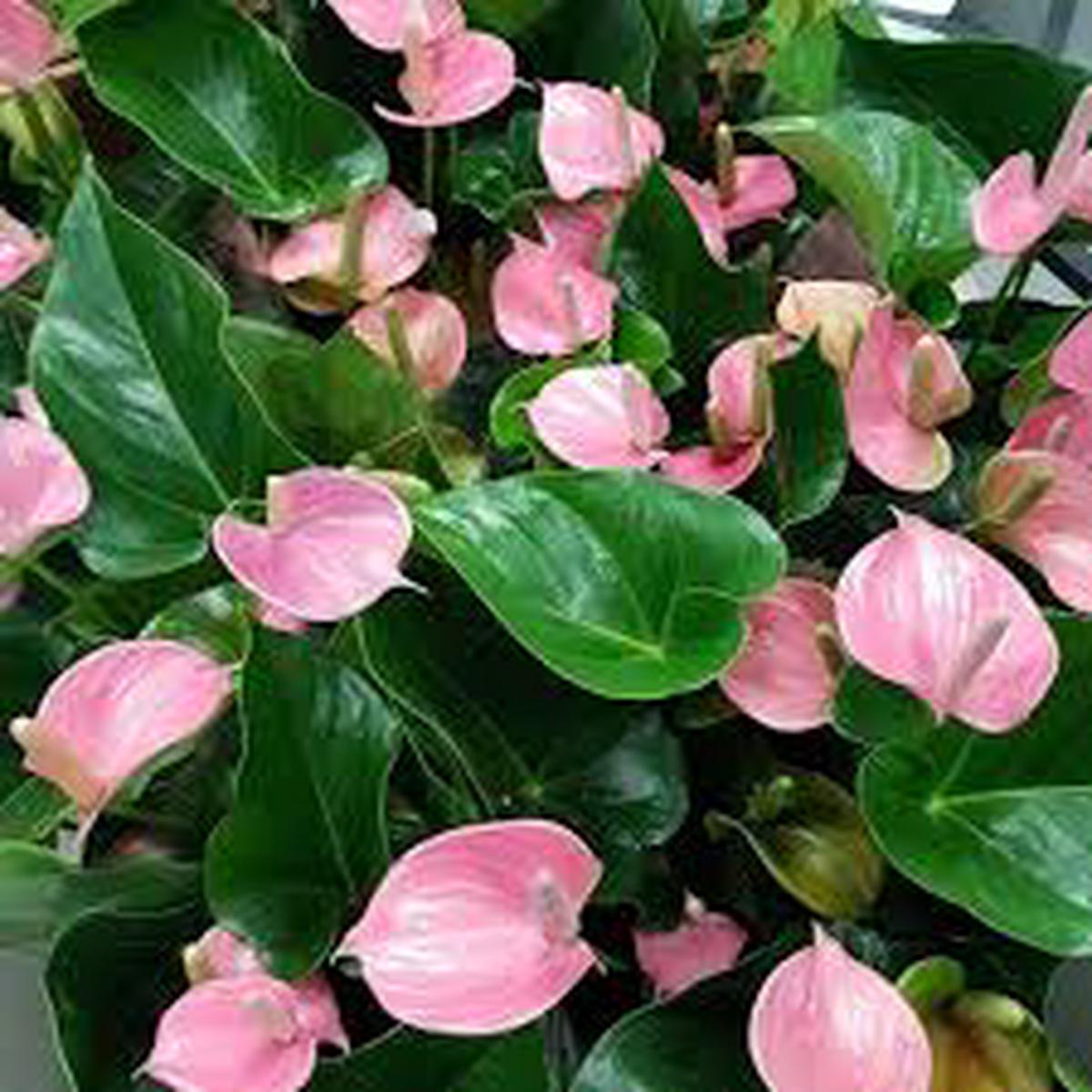 Anthurium Pink Flower Seeds for Planting  Heirloom, Non-GMO, Tropical Blooms