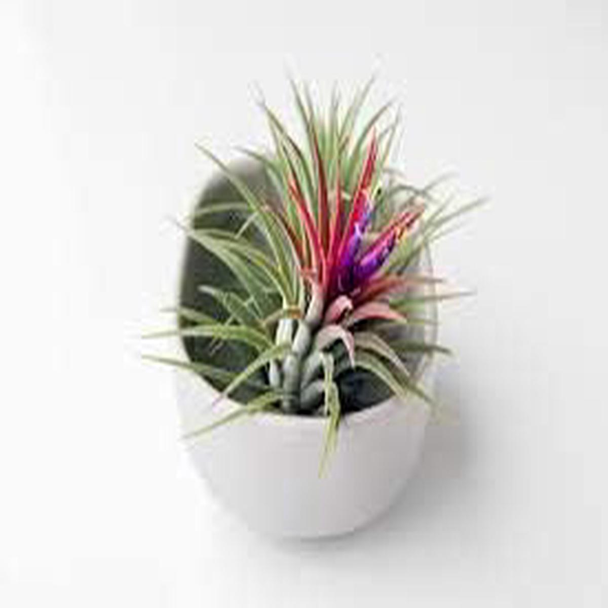 Heirloom Mixed Color Airplant Flower Seeds Non-GMO Seeds for Planting, High Germination Organic Garden Seeds