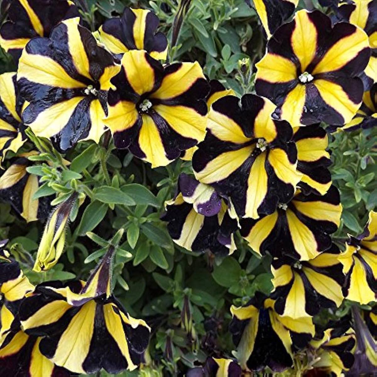 Yellow Black Playmates Flower seeds for Planting - Sun Loving, Heirloom & GMO Free Seeds for Home Garden