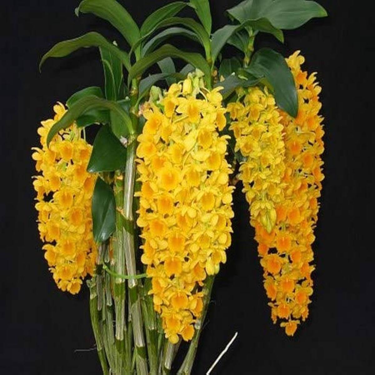 Yellow Densiflorum Flower seeds for Planting - Perfect for Borders, Heirloom & GMO Free Seeds for Home Garden