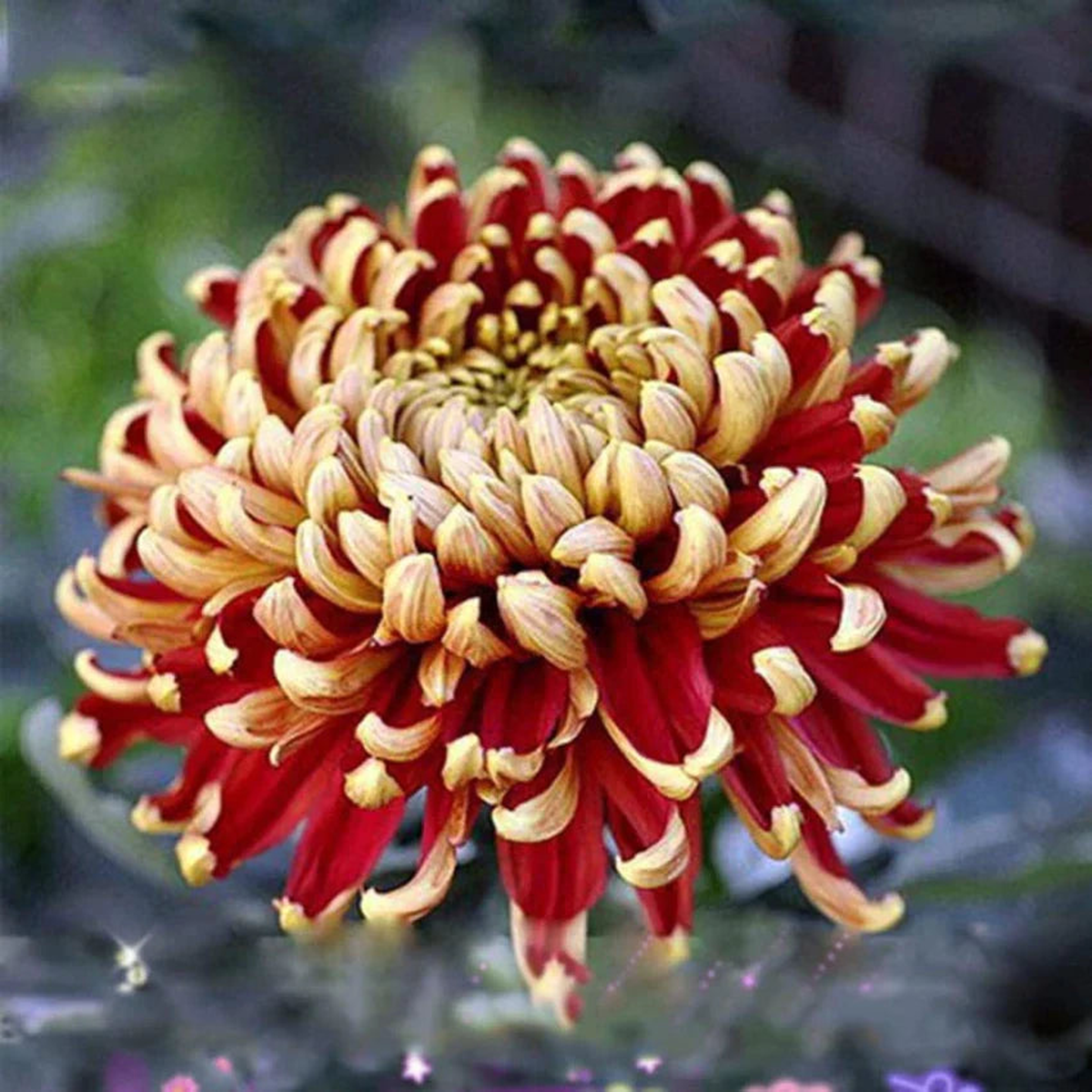 Yellow Red Chrysanthemum Flower Seeds for Planting - Seasonal Bloomer, Heirloom & Non-GMO Seeds for Home Garden