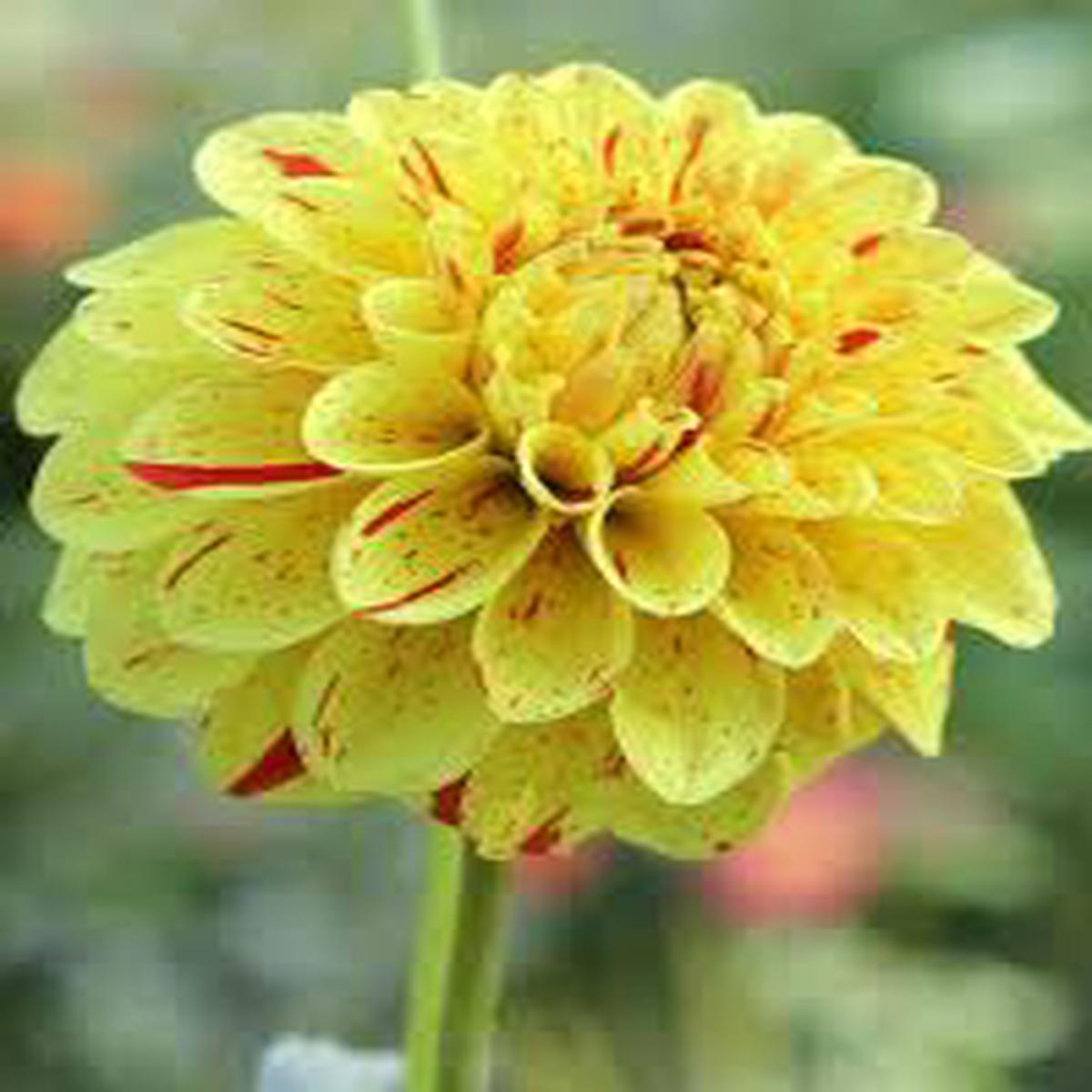 Yellow Red Mix Dahlia Flower Seeds Heirloom Non-GMO Seeds for Garden Planting