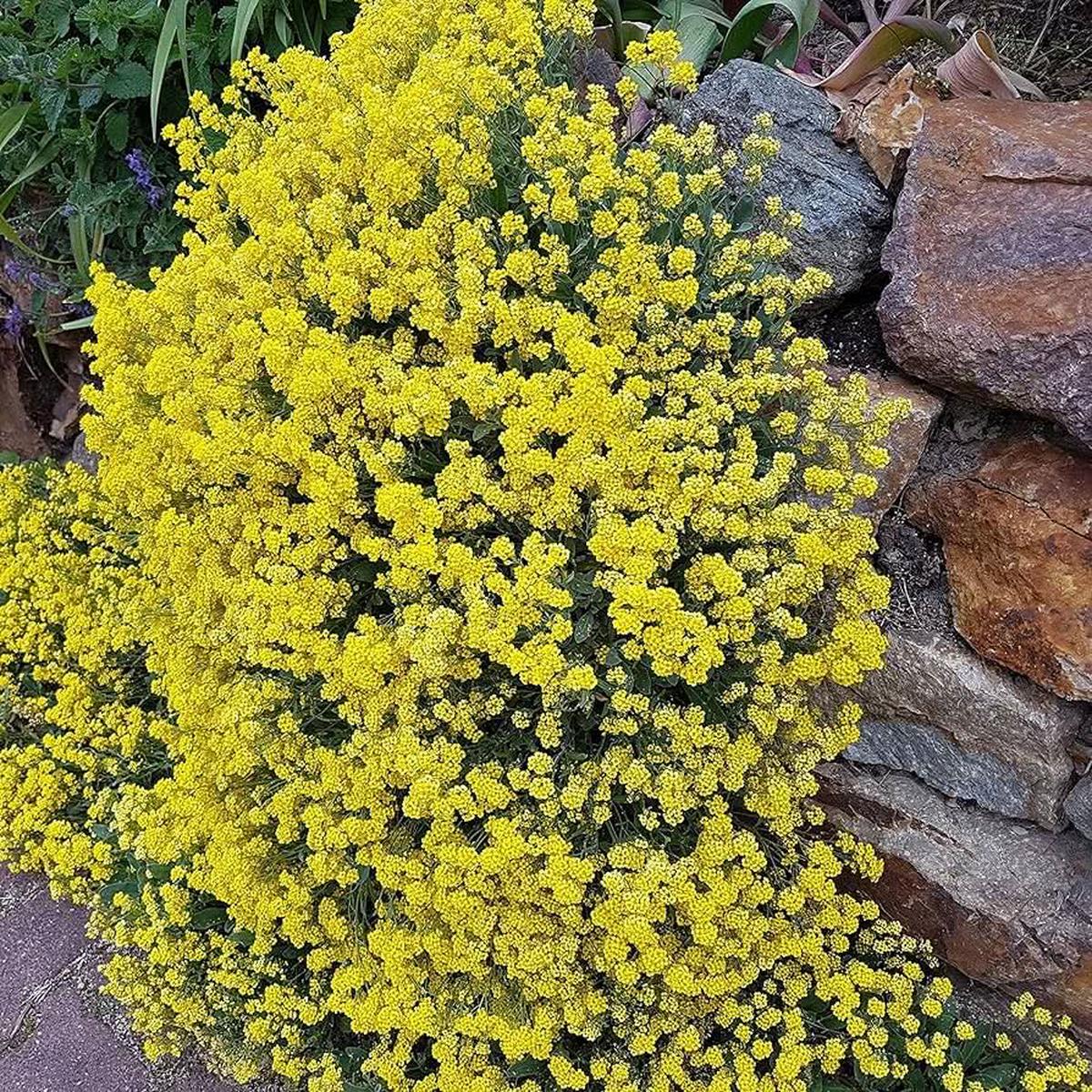 Alyssum Schnell Gold Ground Cover Flowering Seeds For Planting