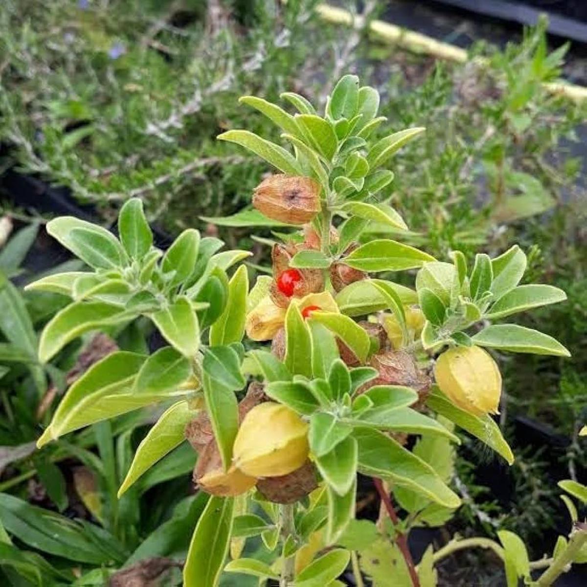Ashwagandha Flower Seeds  Heirloom, Non-GMO, Wildflower Mix
