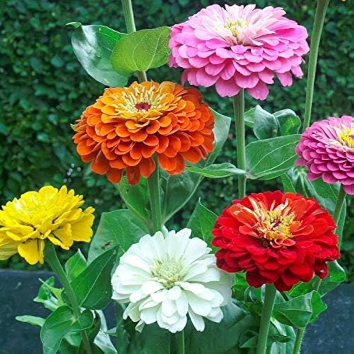 Mixed Zinnia Flower Seeds for Planting Vibrant Colors for Garden Blooms, Non-GMO, Heirloom seeds