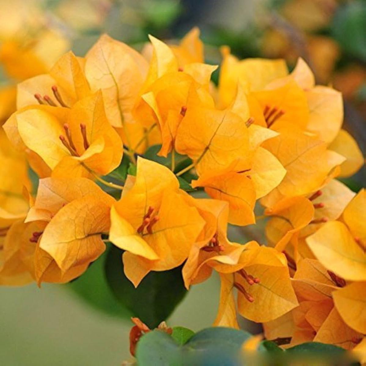 Yellow Bougainvillea Flower Seeds for Planting | Heirloom Non-GMO Organic Garden Seeds