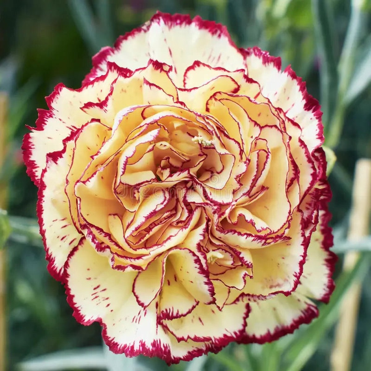 Yellow Purple Carnation Flower Seeds Non-GMO Seeds for Vibrant Garden Planting