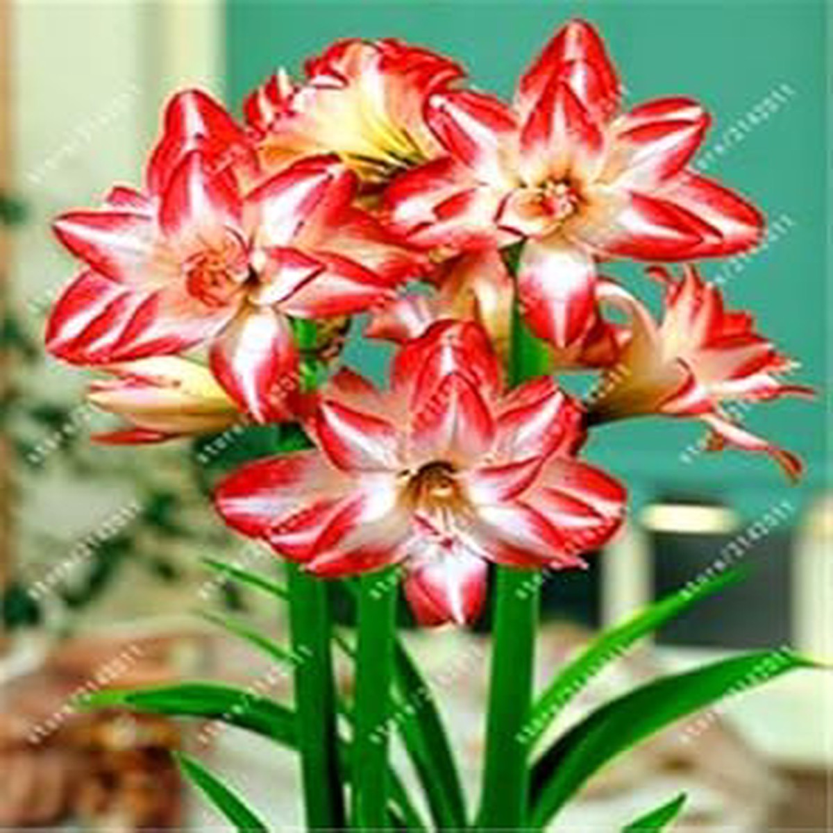Amaryllis Mixed Flower Seeds - Heirloom, Non-GMO, High Germination Organic Garden Seeds for Planting Vibrant Blooms