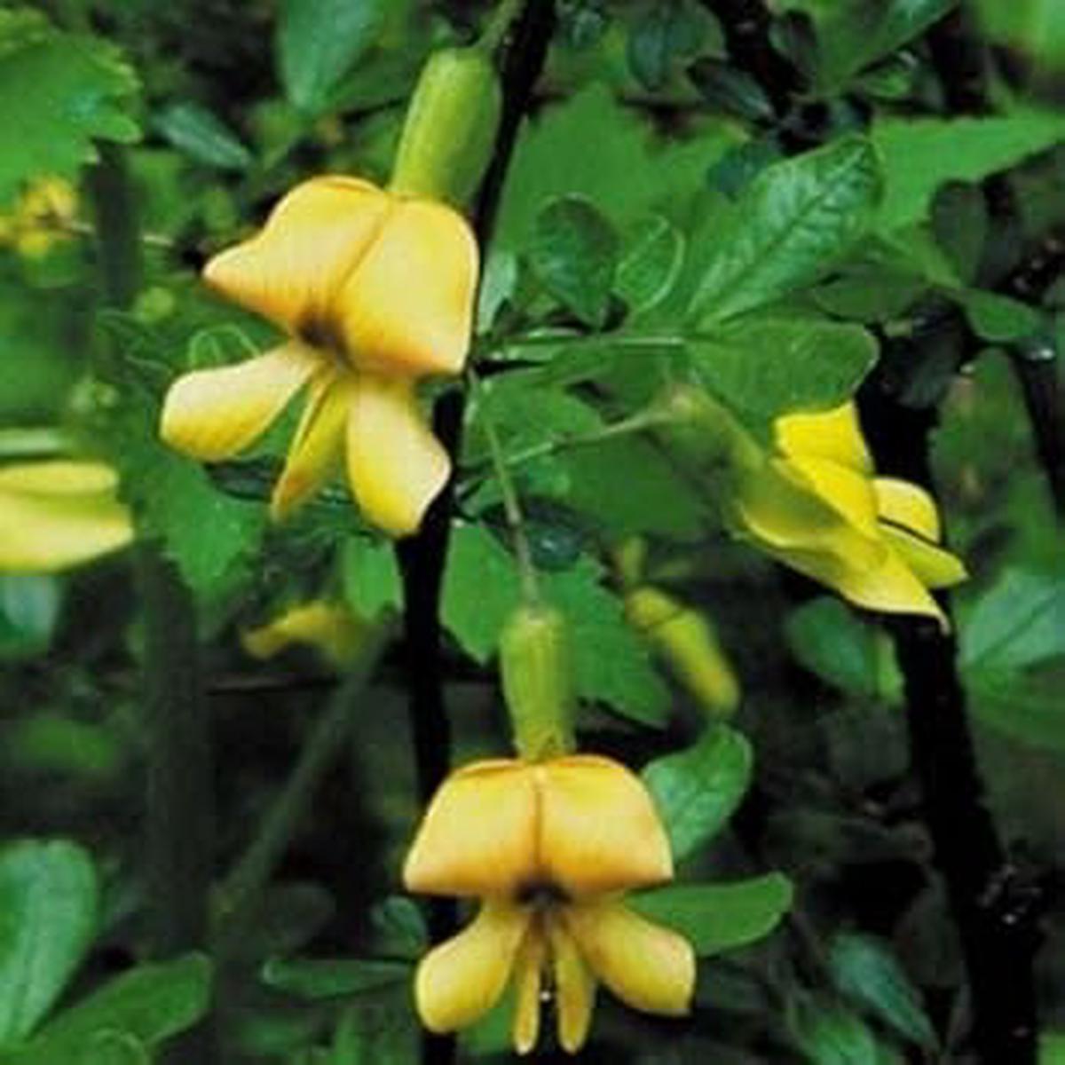 Yellow Astragalus Flower seeds for Planting - Wildflower Mix, Heirloom & GMO Free Seeds for Home Garden