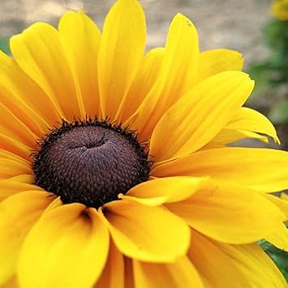 Yellow Black Susan Flower For Garden Flower Seeds for Home Garden Planting, Landscape Organic