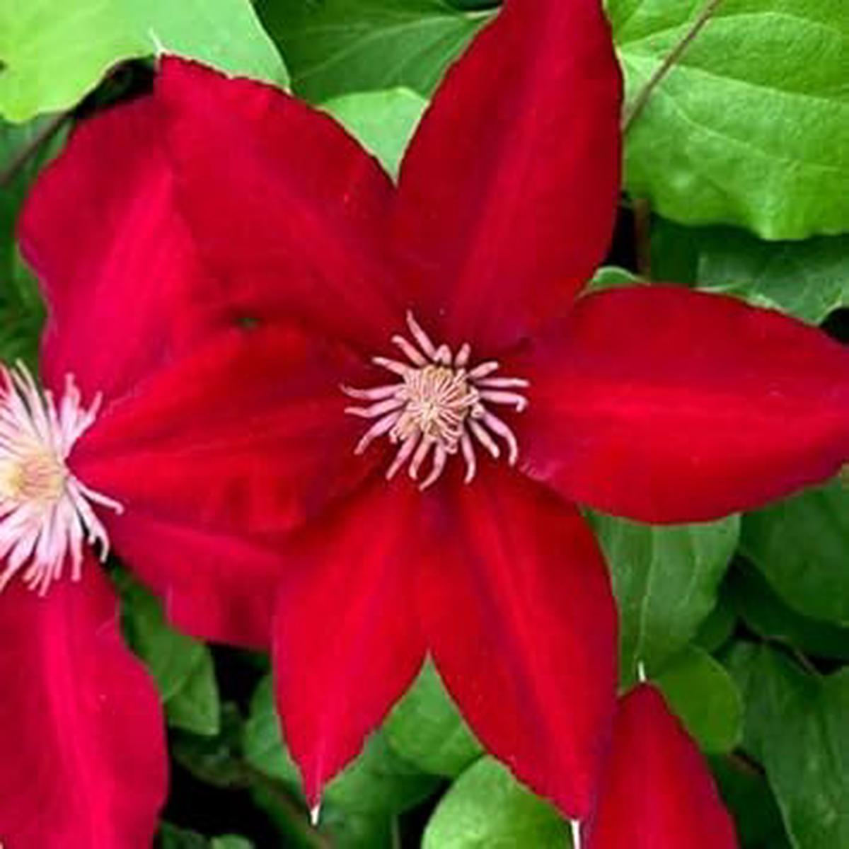 Yellow Epiphyllum Flower Seeds for Planting Bright Blooms Heirloom & GMO Free Seeds for Home Garden Sale