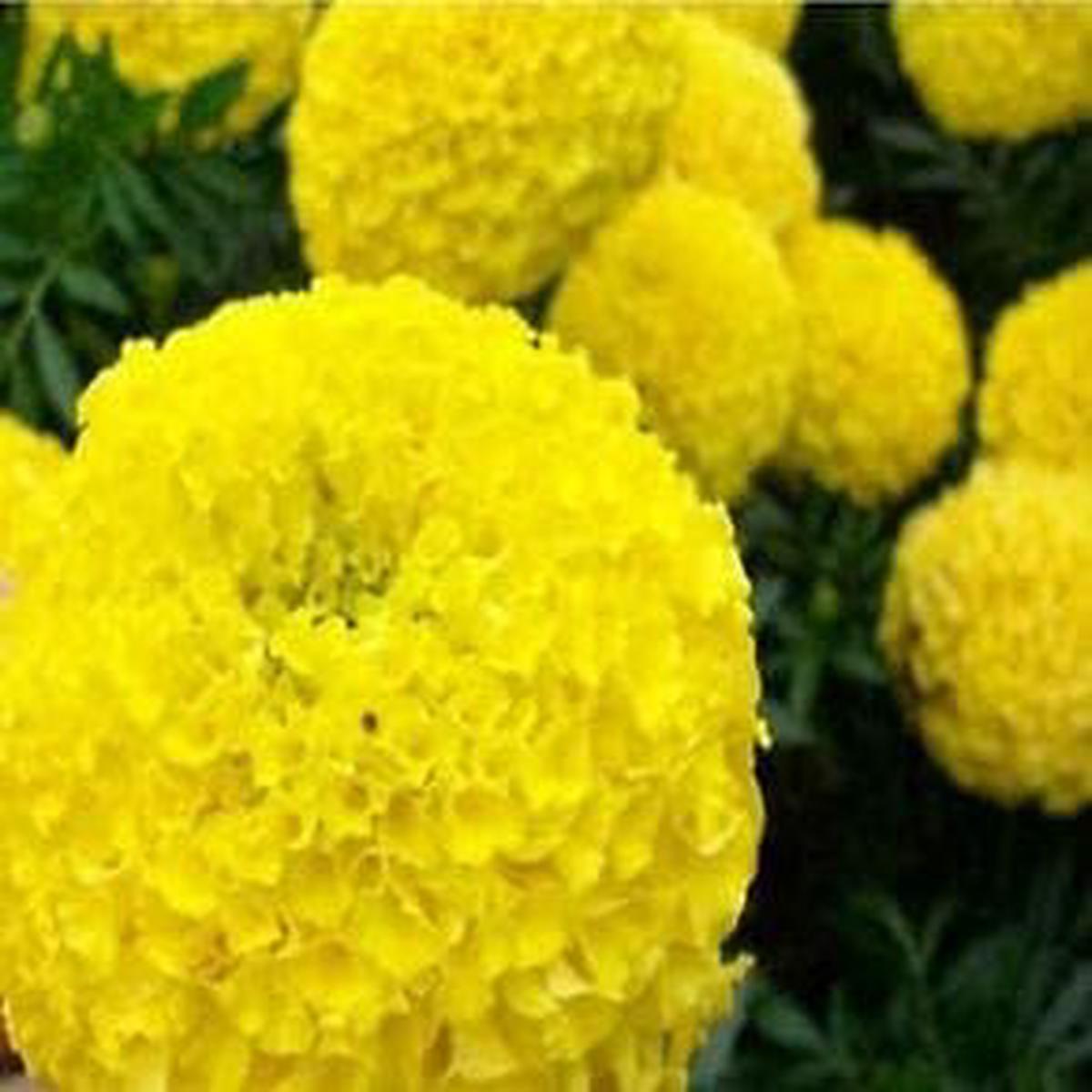 Yellow Maidenhair Flower Seeds  Heirloom Non-GMO Seeds for Planting & Organic Garden