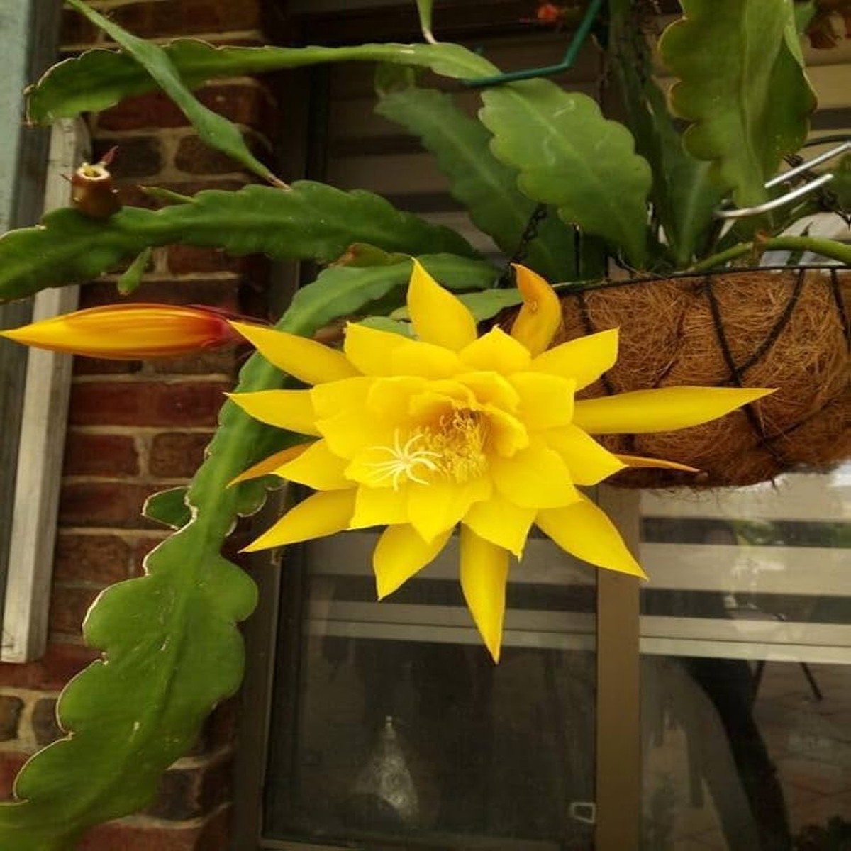 Yellow Nopalxochia Flower Seeds for Planting Heirloom, Non-GMO, High Germination Cactus Garden Seeds