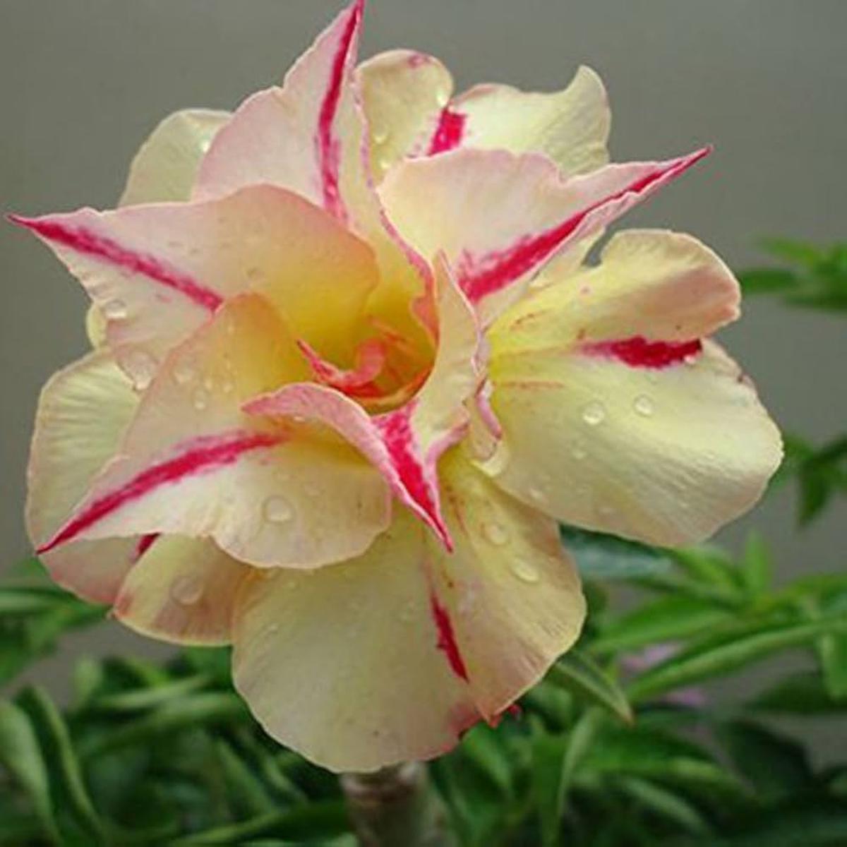 Yellow Pink Adenium Obesum Flower Seeds for Planting  Pollinator Friendly, Heirloom & Non-GMO Garden Seeds
