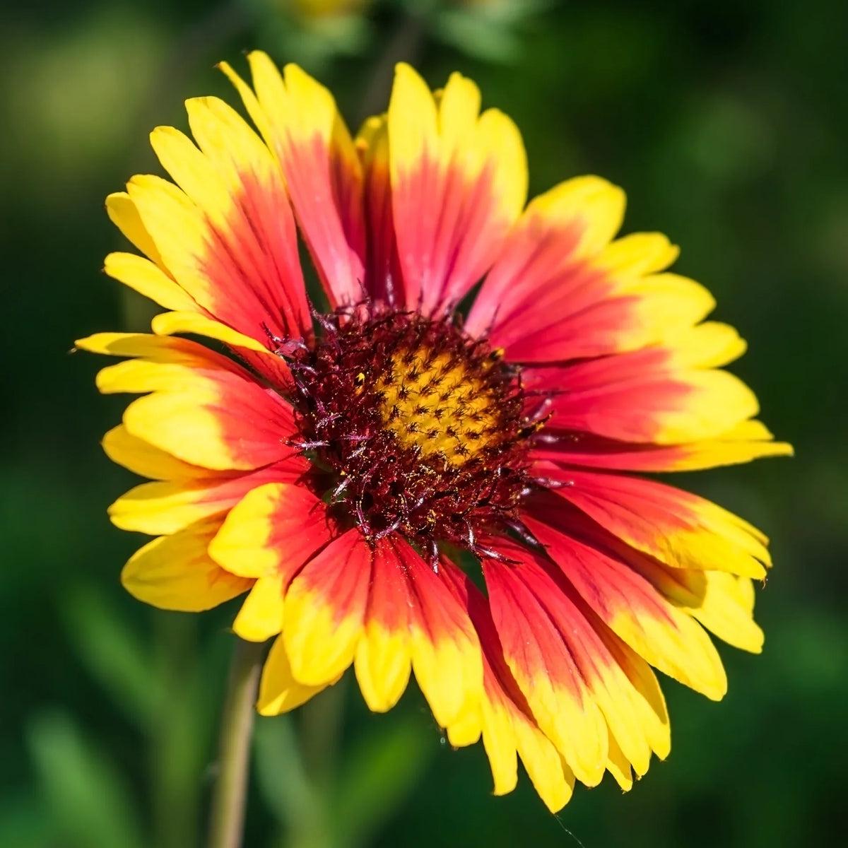 Yellow Red Arizona Flower seeds for Planting Compact Growth Heirloom & GMO Free Seeds for Home Garden Sale