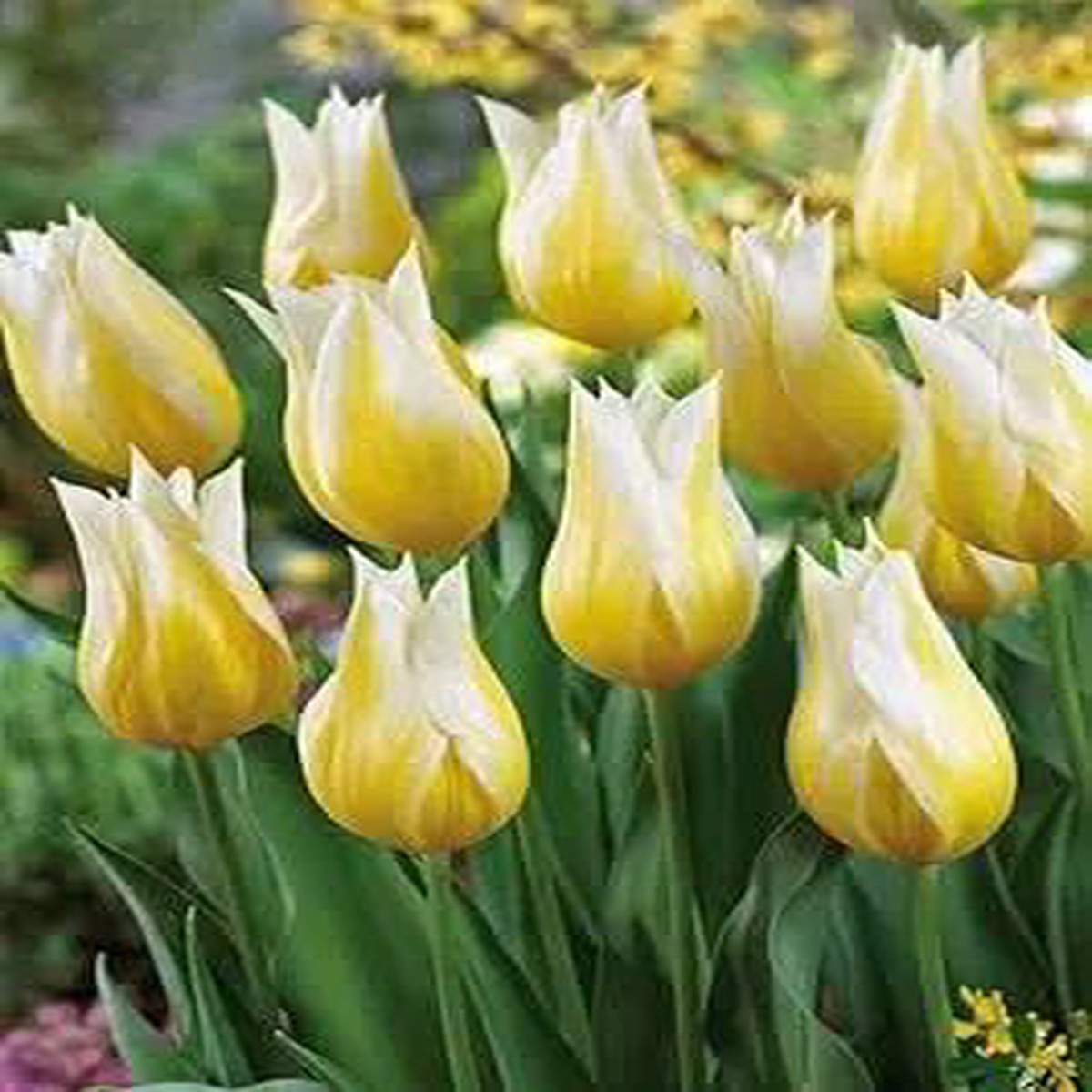 Yellow White Tulip Flower For Planting Heirloom Non Gmo Beautiful Blooms Flower Seeds for Home