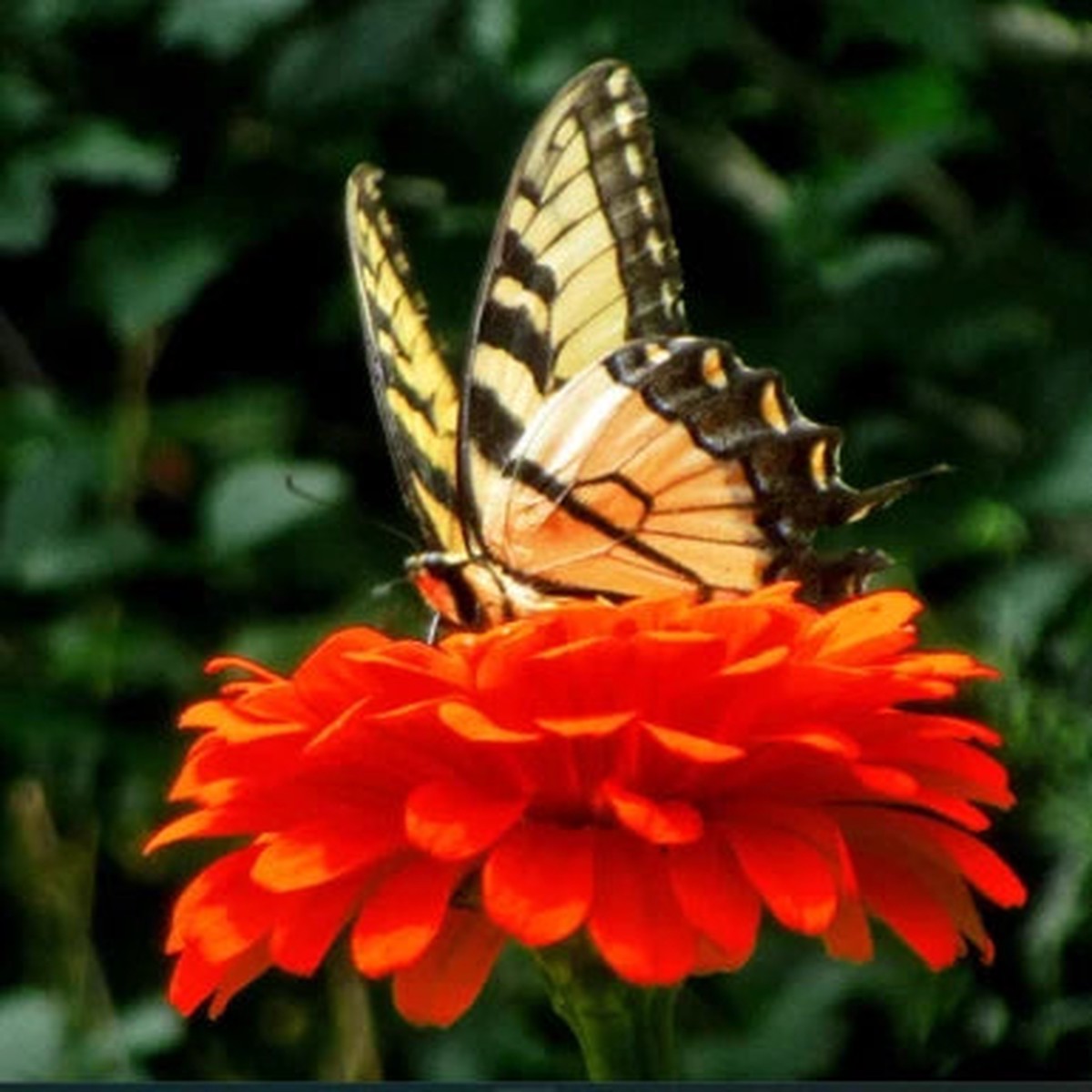 Zinnia ORANGE KING Double Songbirds Butterflies Hummingbirds Non-GMO Heirloom, Easy to Grow, Annual Blooms
