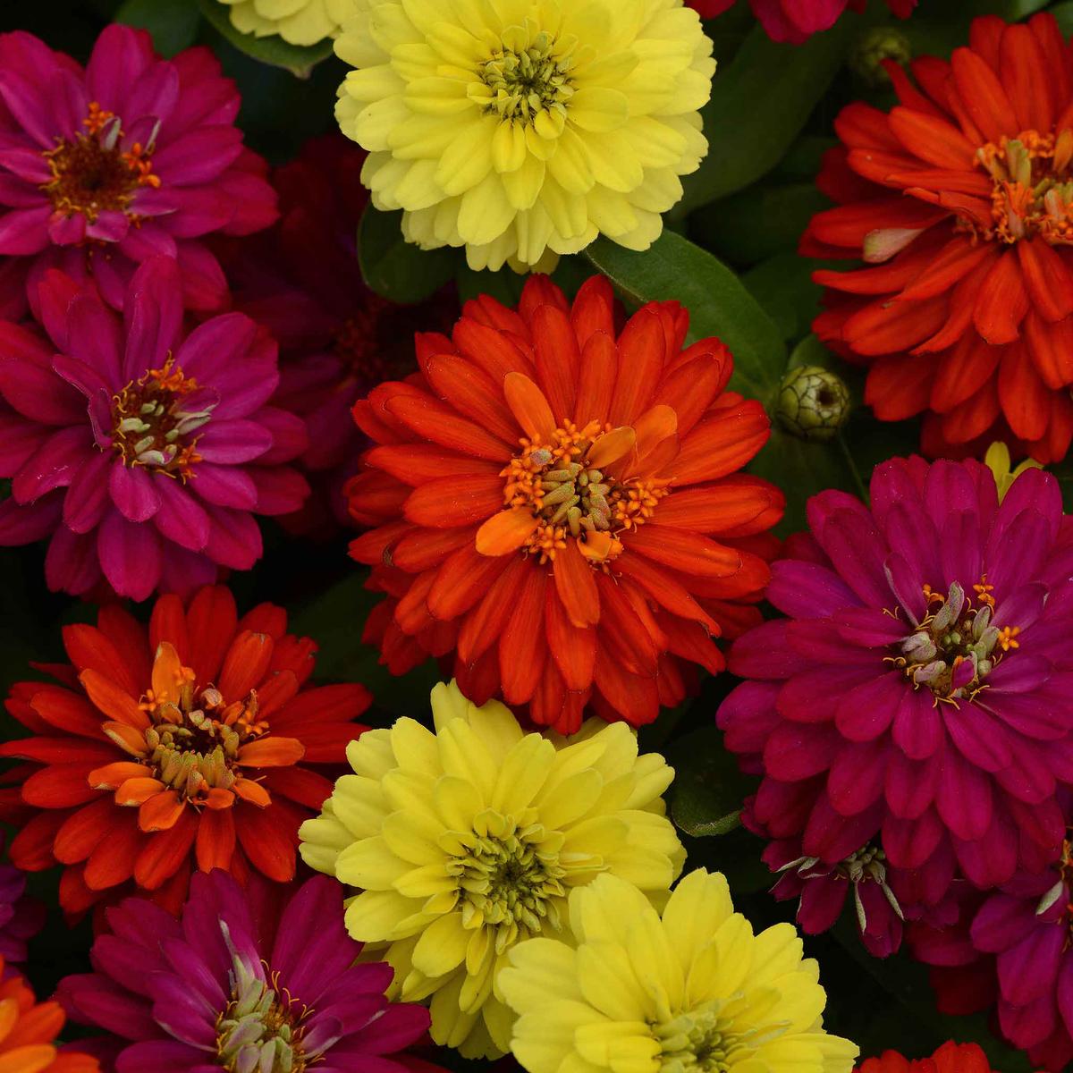 Zinnia Seeds - Zahara Double Mix Brilliant