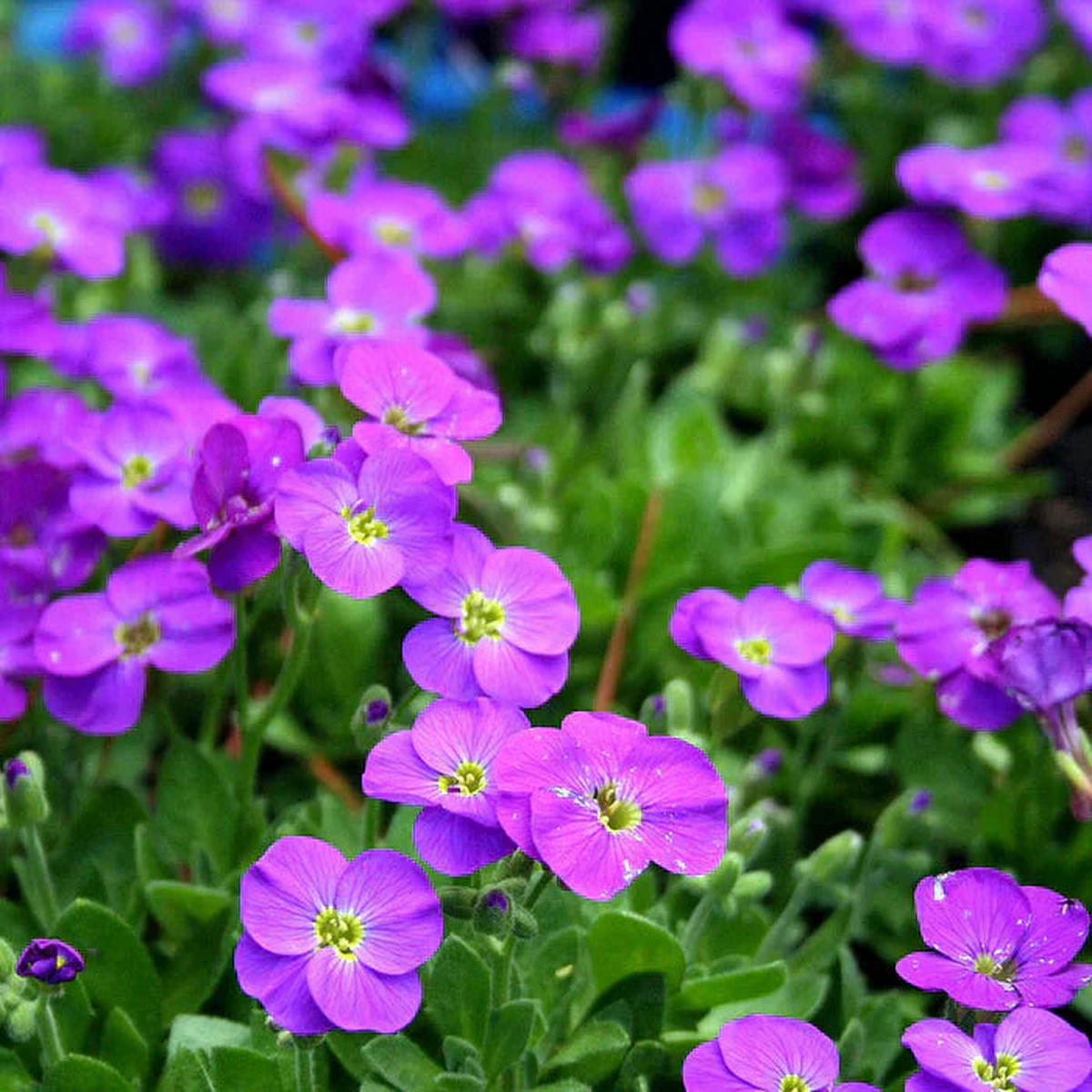 African Violet Flower seeds for Planting Low Maintenance Heirloom & GMO Free Seeds for Home Garden