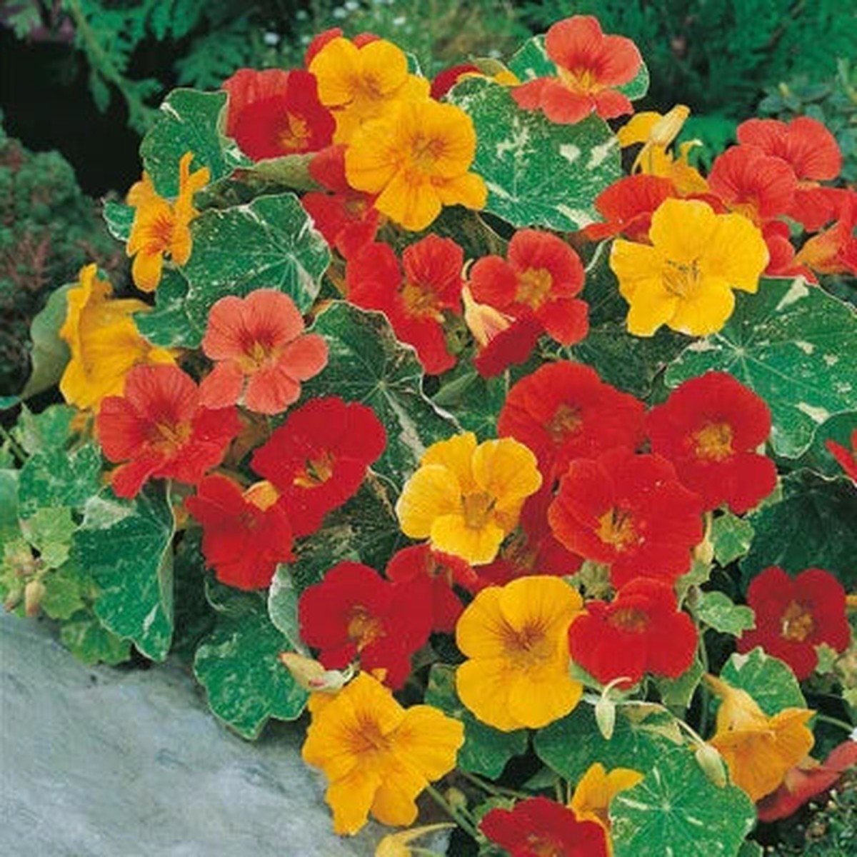 Alaska Mix Nasturtium Planting Edible Flowers Leaves Heirloomnon Gmo Edible Flowers And Leaves