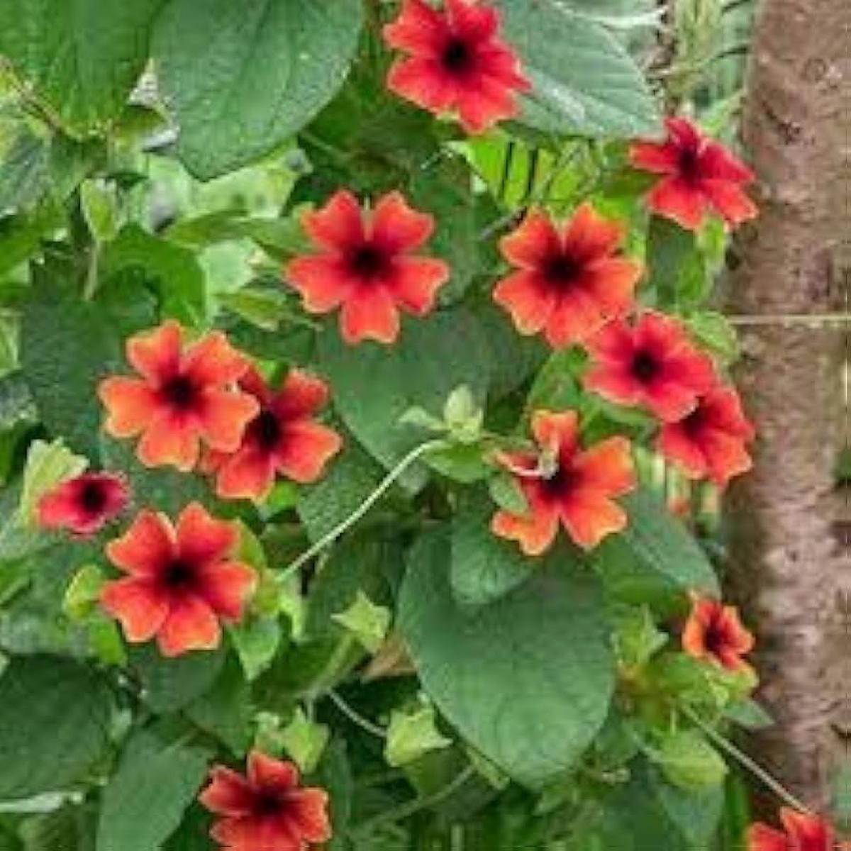 Alata Flower seeds for Planting - Drought Tolerant, Heirloom & GMO Free Seeds for Home Garden