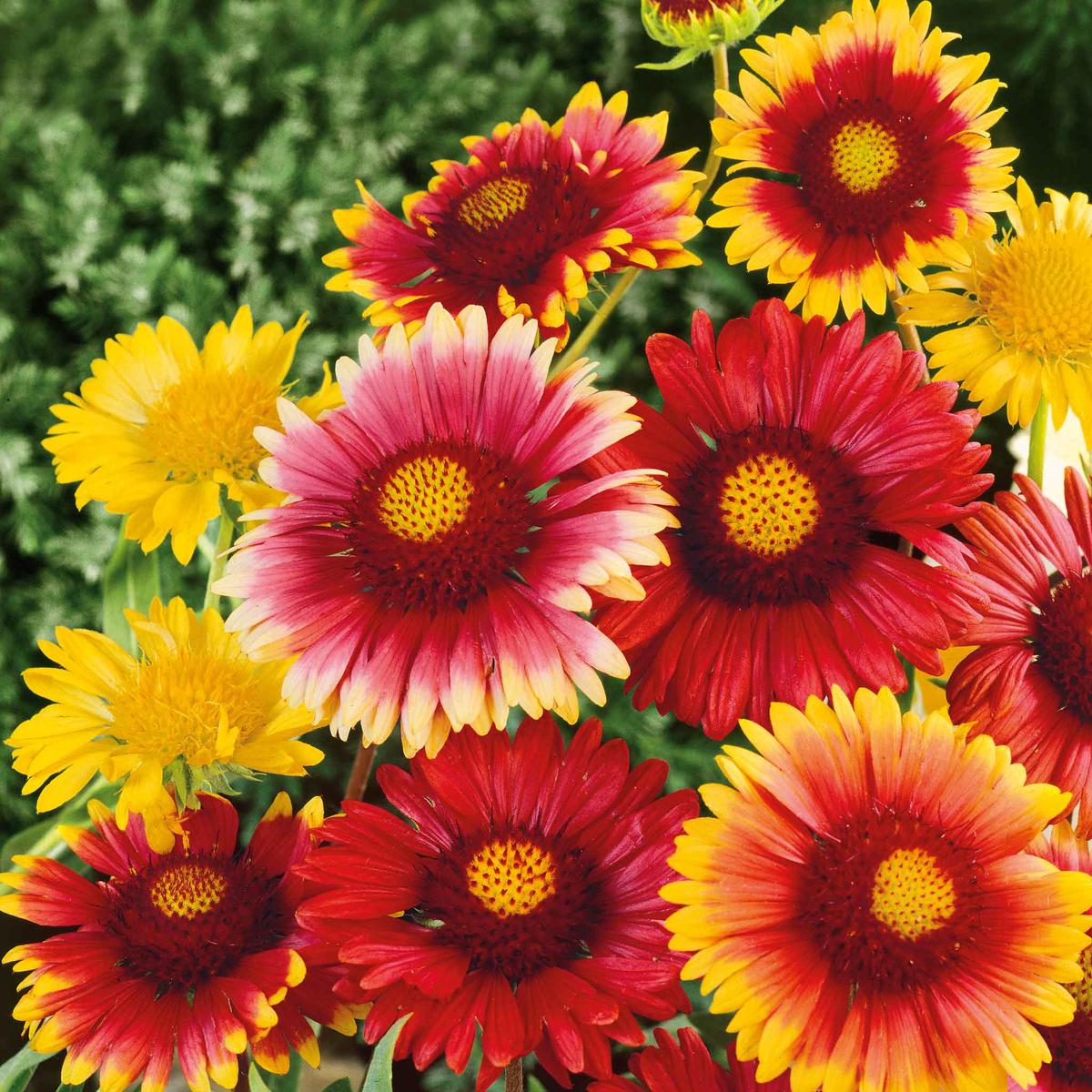 Blanket Flower Seeds - Single Mix