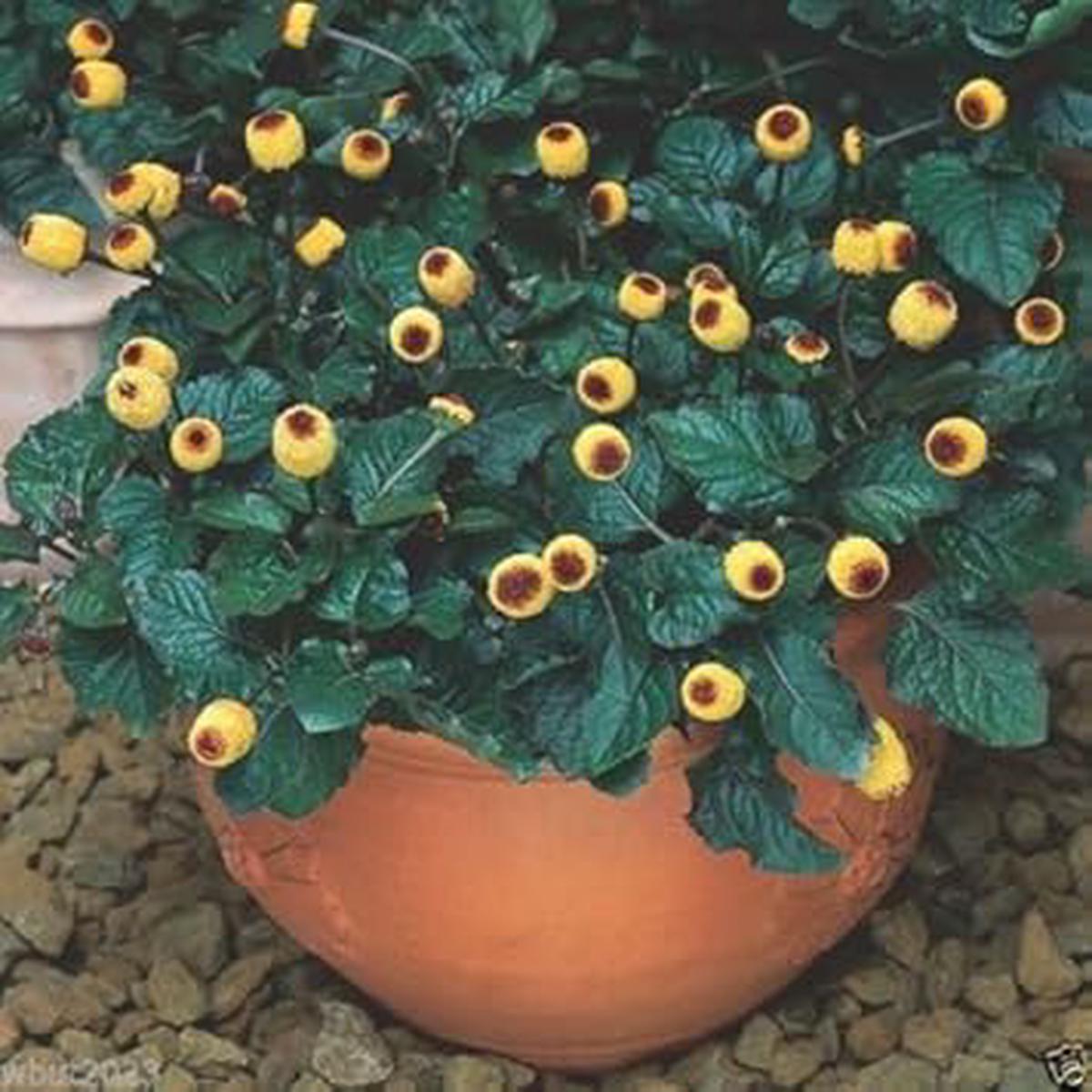 Yellow Acmella Oleracea Flower Seeds for Planting | Heirloom Non-GMO Organic Garden Seeds