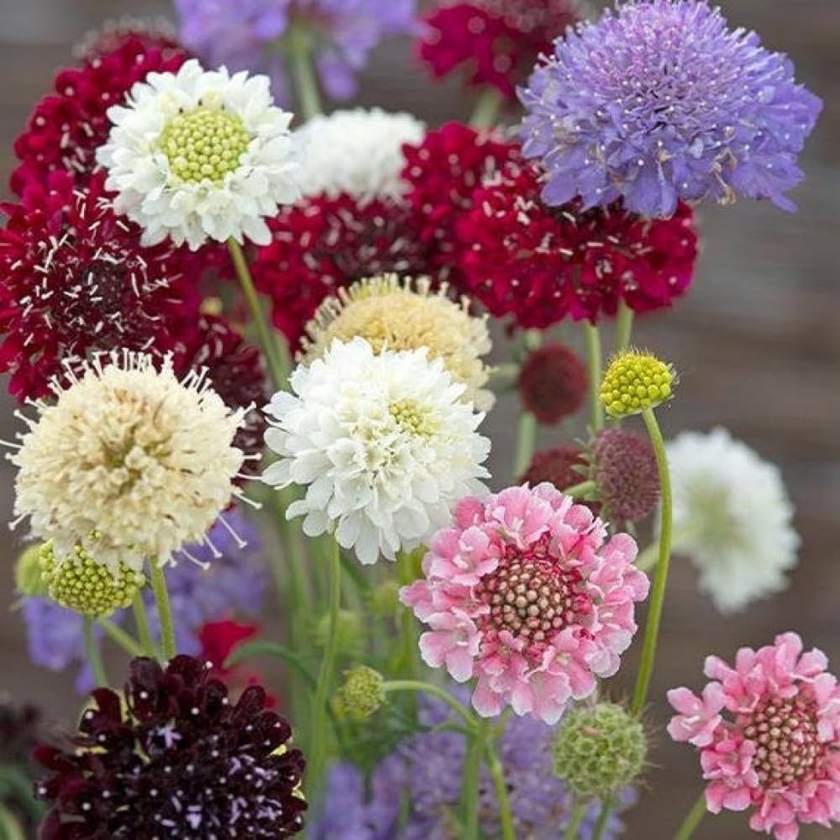 Yellow Scabious Flower Seeds for Planting  Bright, Bee-Friendly Blooms