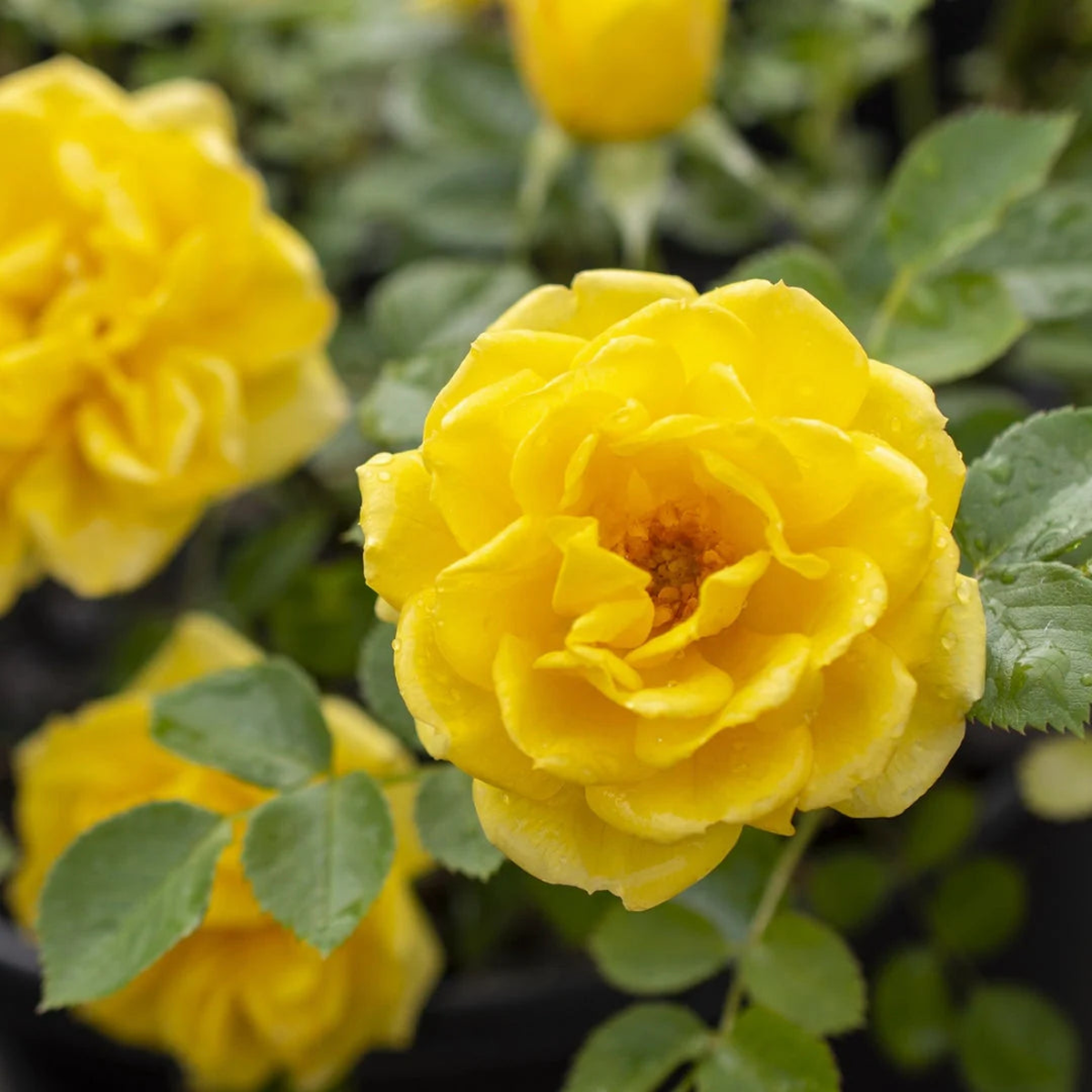 Yellow Sunblaze Miniature Rose for Planting NonGMO Heirloom Garden Seeds Long Bloom Season Sale