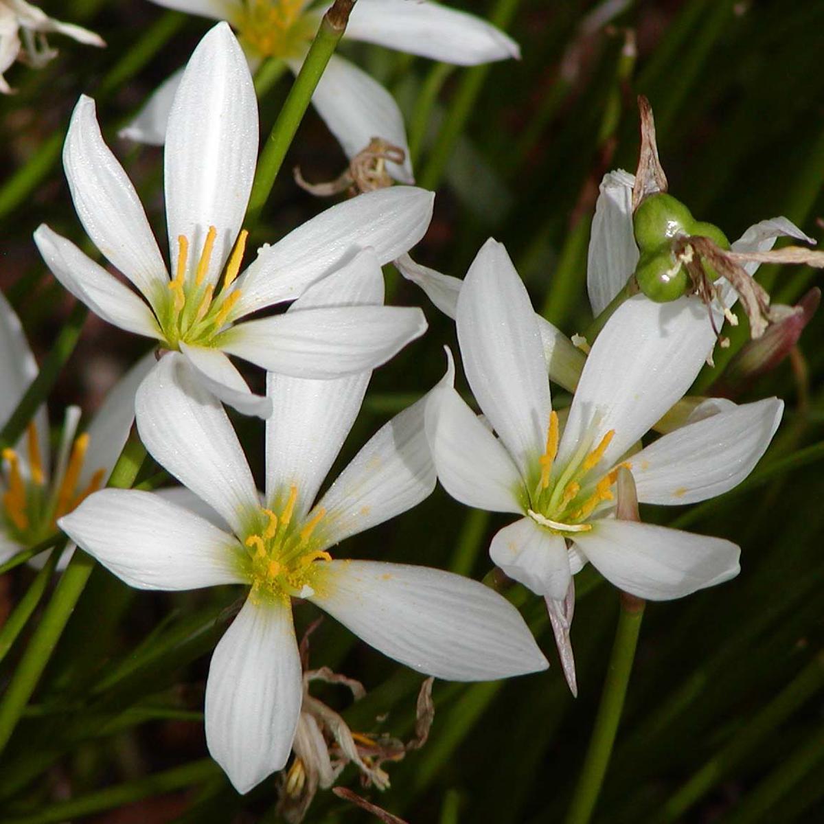 Zephyranthes Candida Flower Seeds for Planting  Shade Tolerant Heirloom Non-GMO Organic Garden Seeds