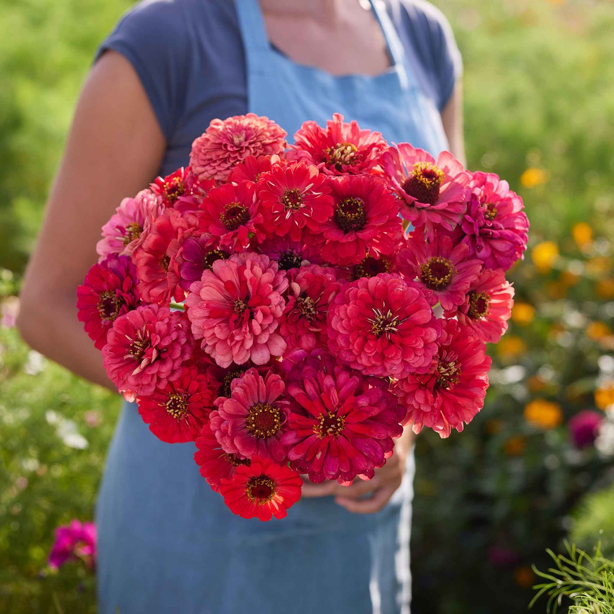 Zinnia Seeds - Salmon Queen