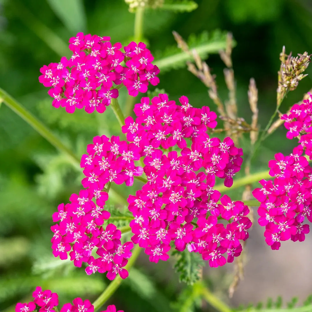 Achillea Millefolium (Cerise Queen Yarrow) Flower Seeds for Planting  Heirloom, Non-GMO, Easy to Grow, Perennial