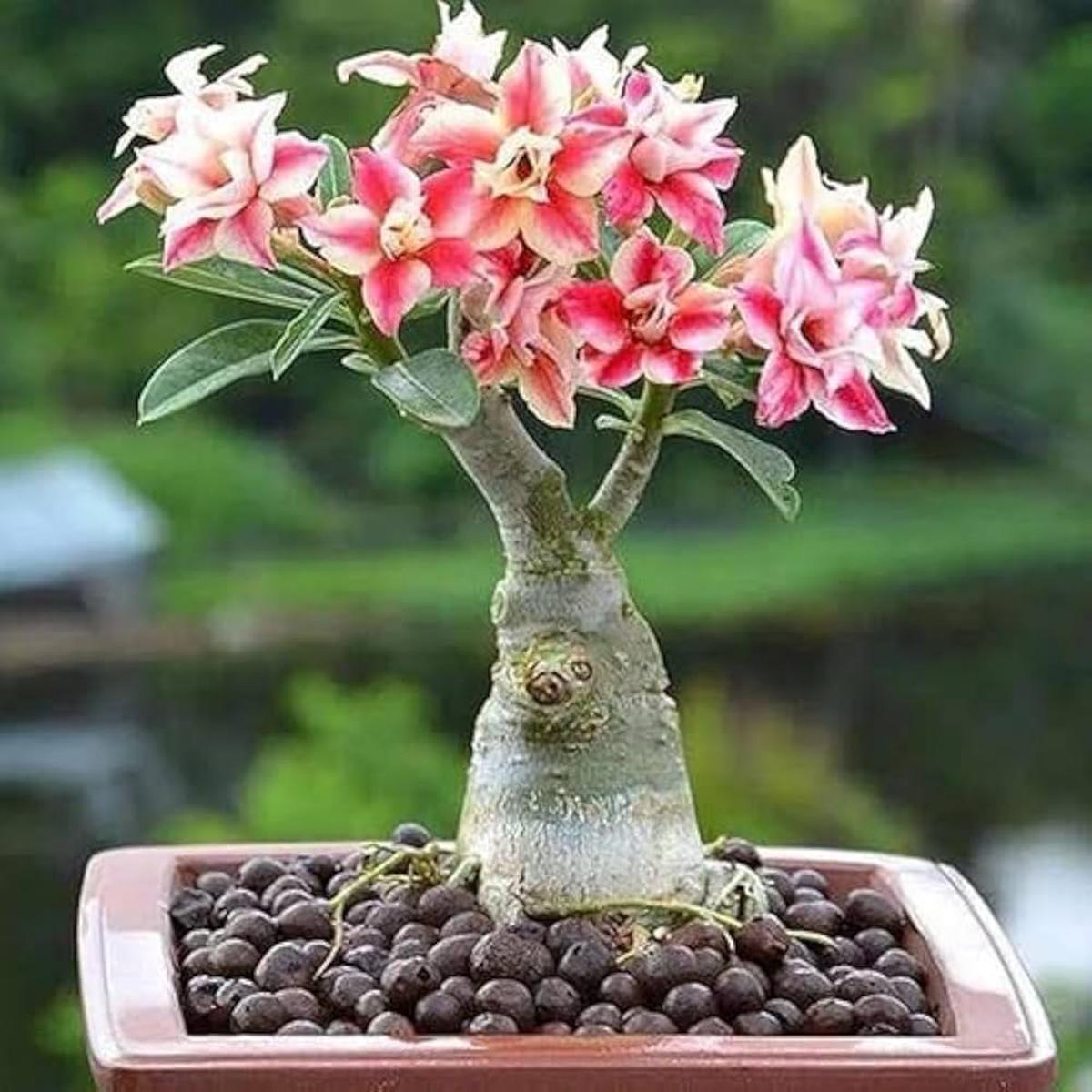 African Bonsai Rose Seeds  Perennial Multi-Color Indoor Flowers