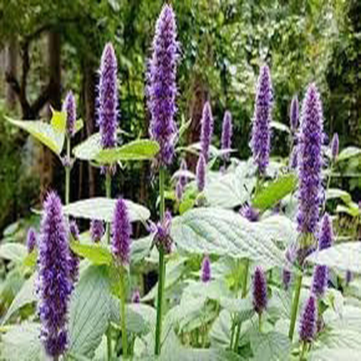 Agastache Rugosa Plant Seeds for Planting - 100