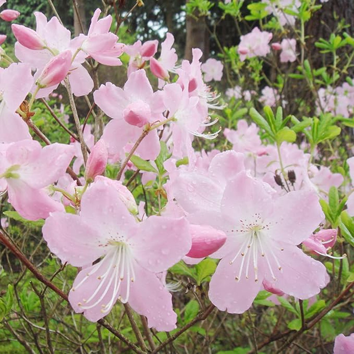 Azalea Rhododendron Schlippenbachii Royal Flower For Planting In Home Garden Or Shaded Beds Flower
