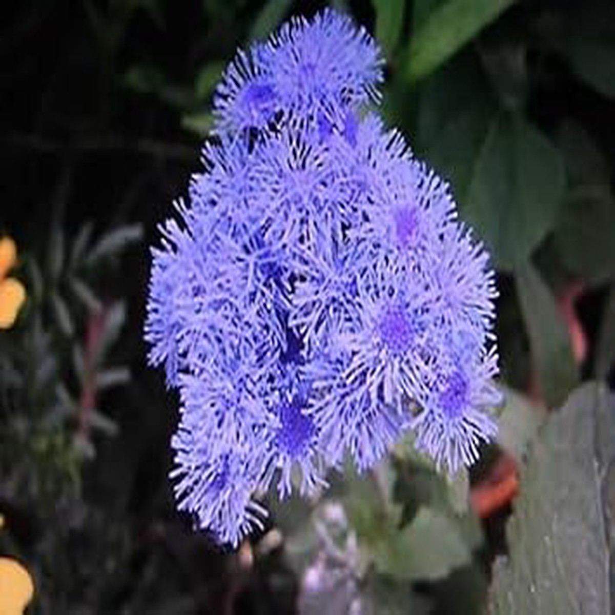 Floss Flower Seeds for Planting | Heirloom Non-GMO High Germination Organic Garden Seeds