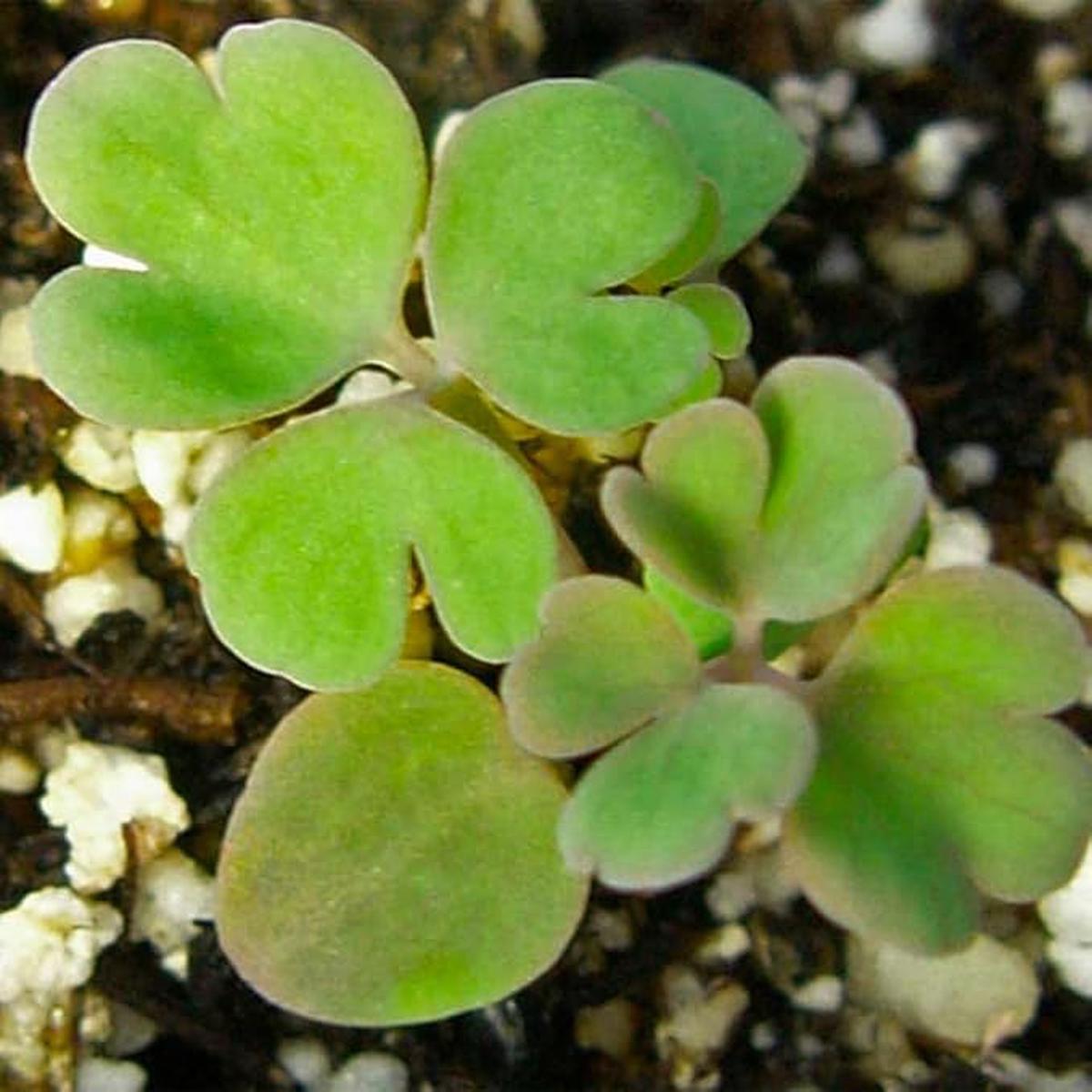 Aquilegia Blue Star Columbine Seeds for Unique Blue Flowers