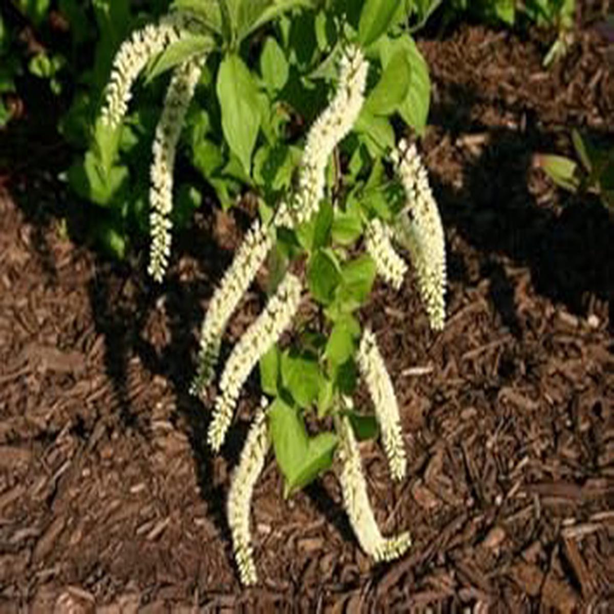 Organic White Sweetspire Flower Seeds for Planting Heirloom, Non-GMO