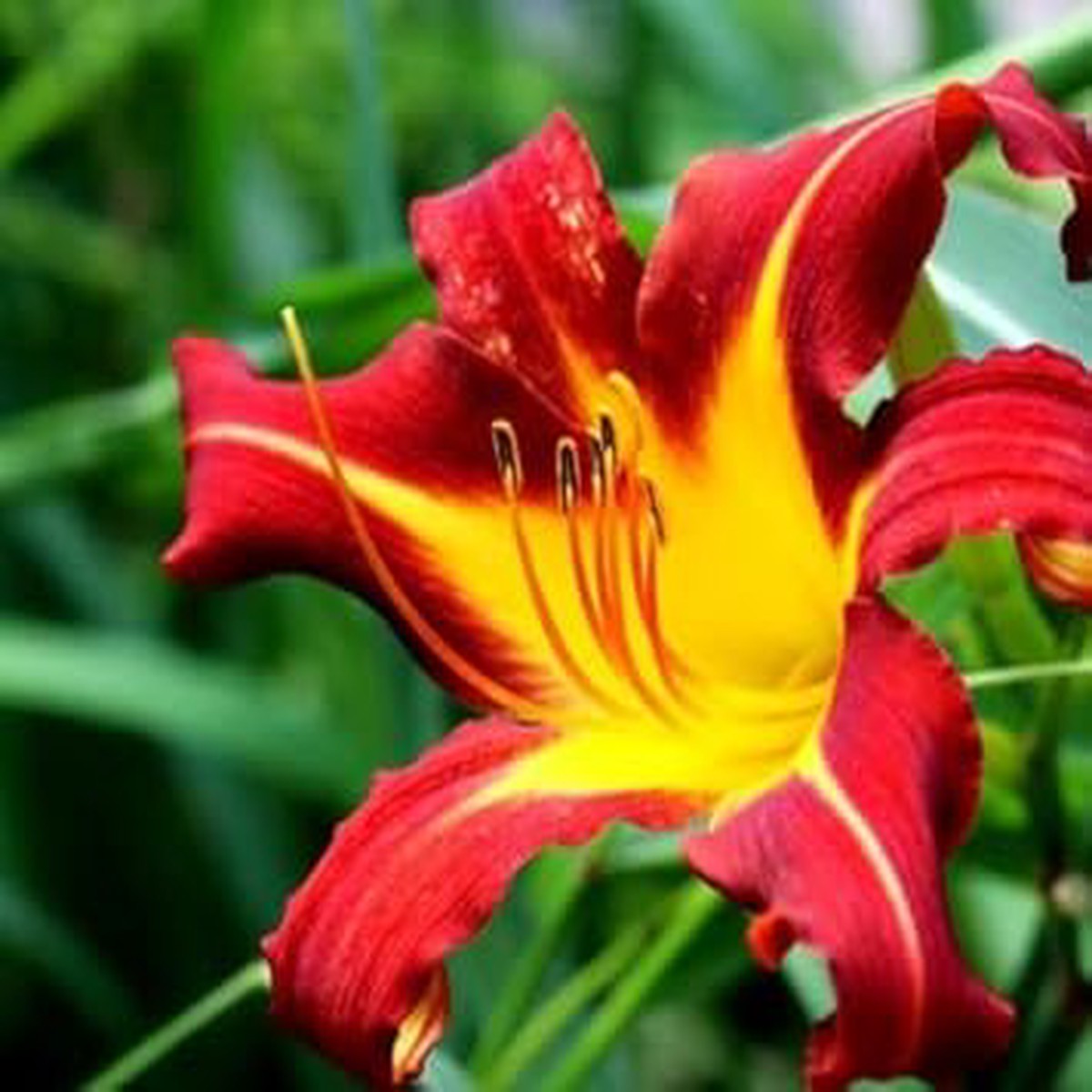 Yellow Red Hemerocallis Flower Planting Seeds for Garden Non-GMO, Heirloom, High Germination Seeds