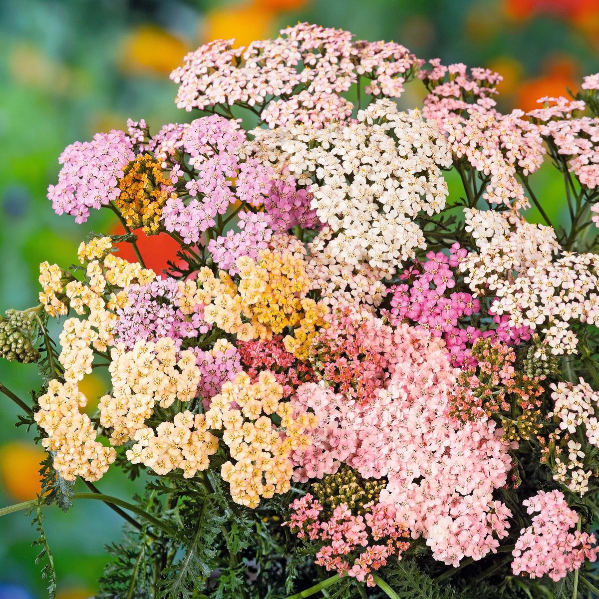 Achillea 'Summer Pastels' Seeds for Planting Heirloom, Non-GMO, Soft-Colored, Perennial