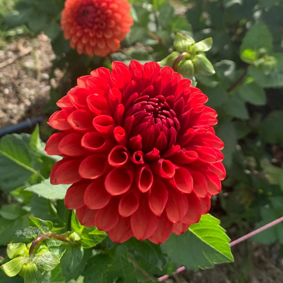 All That Jazz Perennial Dahlia Seeds D003  Heirloom, Non-GMO, High Germination Organic Garden Seeds