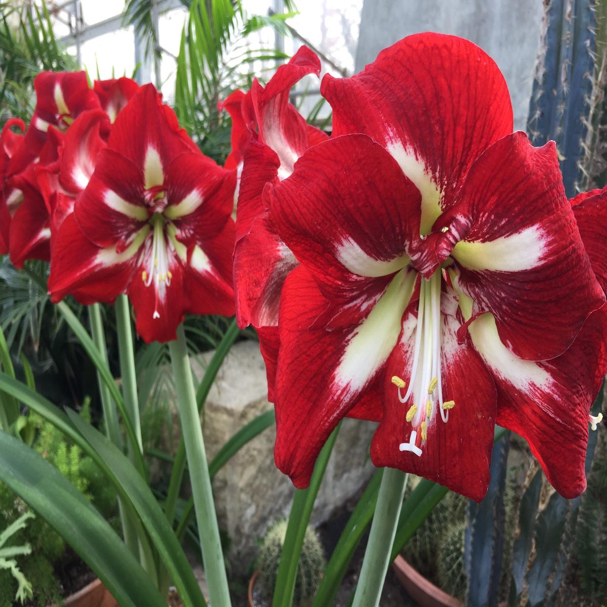 Amaryllis Barbados Flower seeds for Planting  Heirloom, Non-GMO, High Germination Garden Seeds