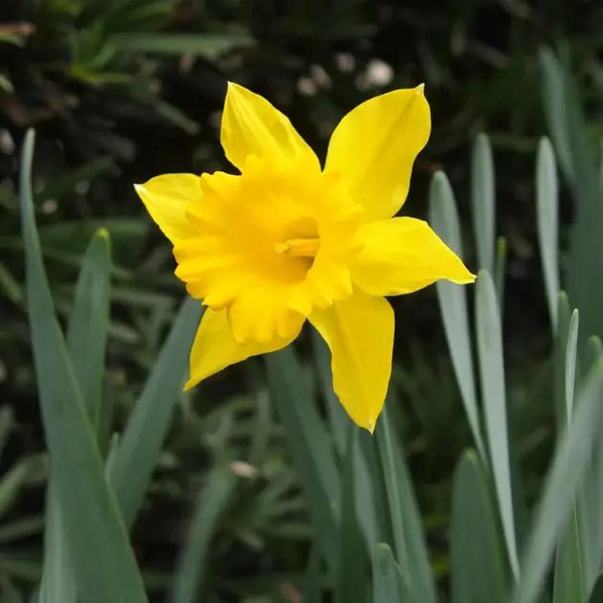 Yellow Narcissus Flower Seeds for Planting  Heirloom Non-GMO Seeds with High Germination for Organic Garden Seeds