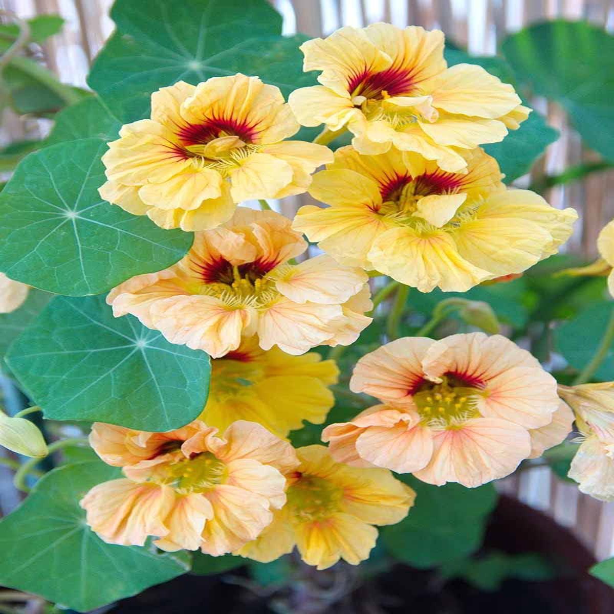 Yellow Peach Nasturtium Flower seeds for Planting  Long Bloom Season, Heirloom & Non-GMO Seeds